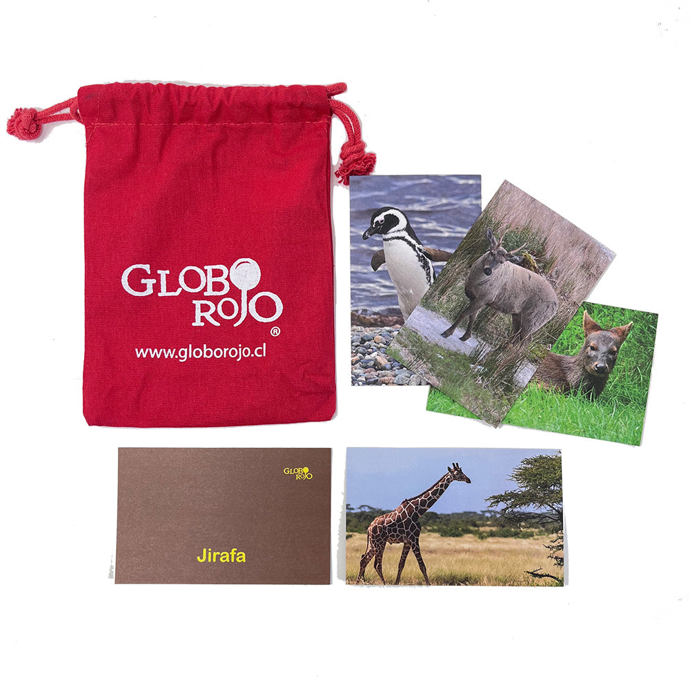 Set de flashcards